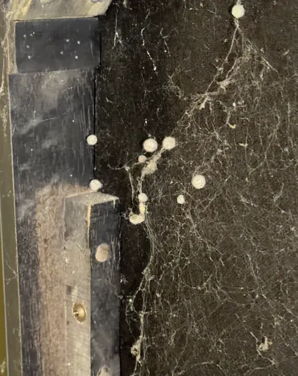 Dozens of spider egg sacs and webbing packed into the corner of a sofa frame