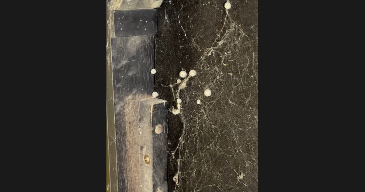 Spider egg sacs found under a sofa during a deep cleaning in Morristown, New Jersey.
