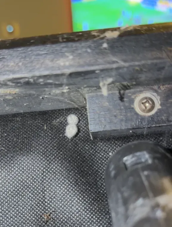 Vacuum nozzle positioned beside spider egg sacs under a sofa frame before cleaning